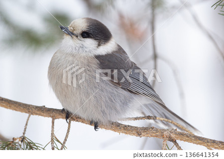 Canada jay sits on the fir branch in the snowy forest. Canada jay sits on the fir branch in the snowy forest. 136641354