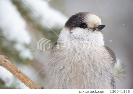 Canada jay sits on the fir branch in the snowy forest. Canada jay sits on the fir branch in the snowy forest. 136641356