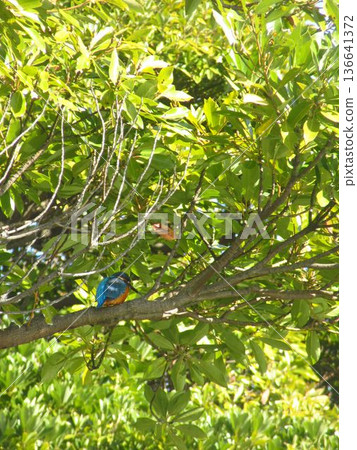 翠鳥棲息在樹枝上 136641372