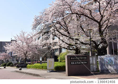藤澤市日本大學附屬學校（藤澤高中、初中和小學）的櫻花盛開 136641408