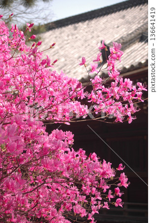 京都仁和寺的三葉杜鵑 京都仁和寺的三葉杜鵑 136641419