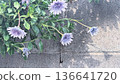 Purple flowers and fence 136641720