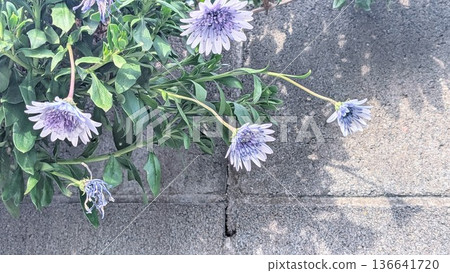 Purple flowers and fence Purple flowers and fence 136641720