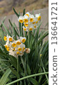White daffodil flowers blooming in spring 136641721