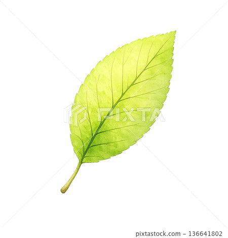 葉插圖 136641802