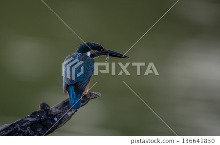 Common kingfisher (Alcedo atthis)A small bird with beautiful colors and a long pointed bill. The personality is rather cautious. Found in rivers, streams, lakes, swamps, or other fresh and brackish 136641830