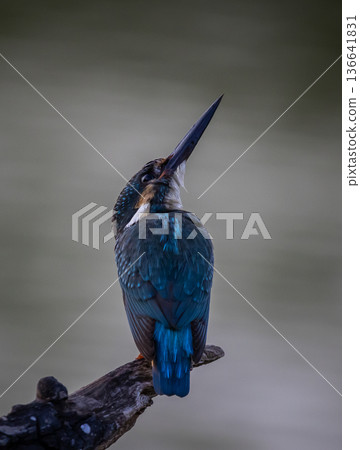 Common kingfisher (Alcedo atthis)A small bird with beautiful colors and a long pointed bill. The personality is rather cautious. Found in rivers, streams, lakes, swamps, or other fresh and brackish Common kingfisher (Alcedo atthis)A small bird with beautiful colors and a long pointed bill. The personality is rather cautious. Found in rivers, streams, lakes, swamps, or other fresh and brackish 136641831