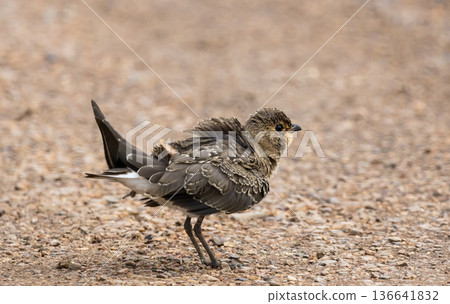 Oriental Pratincole The bill is short red with a black tip. The head, neck and chest are light brown and grey. The underside of the neck is light yellow-brown with a continuous black line that reaches Oriental Pratincole The bill is short red with a black tip. The head, neck and chest are light brown and grey. The underside of the neck is light yellow-brown with a continuous black line that reaches 136641832