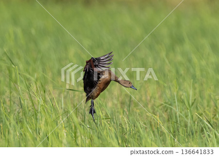 Lesser Whistling Duck It's a small duck. Its breeding grounds are found in South and Southeast Asia. Lesser Whistling Duck It's a small duck. Its breeding grounds are found in South and Southeast Asia. 136641833