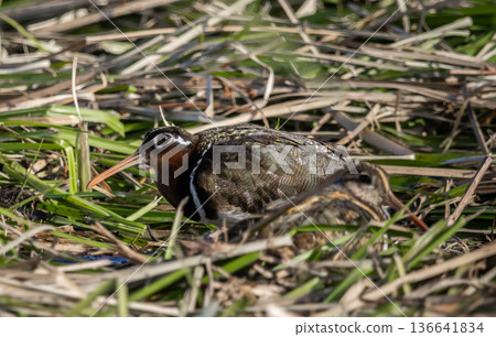 Greater painted-snipe On the ground in the field. Greater painted-snipe On the ground in the field. 136641834