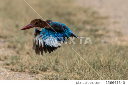 White-throated Kingfisher The body is large, the head is large, the neck and tail are short, the mouth is flat and the sides are bright red. The head, back and belly are dark reddish-brown, White-throated Kingfisher The body is large, the head is large, the neck and tail are short, the mouth is flat and the sides are bright red. The head, back and belly are dark reddish-brown, 136641840