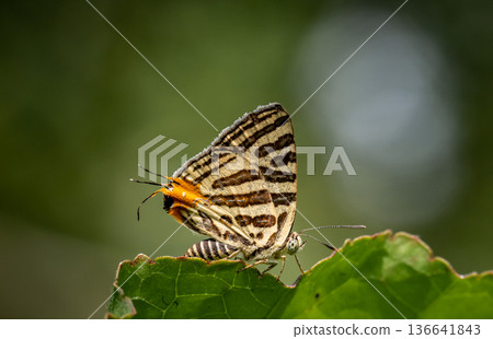 Club Silverline (Spindasis syama) Silver striped butterfly It is a butterfly in the blue butterfly family. It is small, when viewed on the flower, about the size of a thumb nail. 136641843