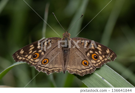 The Lemon Pansy (Junonia lemonias) Male and female butterflies have brown wings, orange eye spots, and faded yellow spots.spread on front wings The back wings have clearly visible eye spots. The Lemon Pansy (Junonia lemonias) Male and female butterflies have brown wings, orange eye spots, and faded yellow spots.spread on front wings The back wings have clearly visible eye spots. 136641844