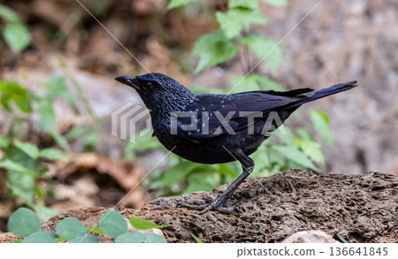 Myophonus caeruleus caeruleus It is a bird that migrates into Thailand during the winter. Myophonus caeruleus caeruleus It is a bird that migrates into Thailand during the winter. 136641845