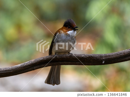 Hemixos castanonotus One of the migratory birds that can be found in Thailand during the winter. Hemixos castanonotus One of the migratory birds that can be found in Thailand during the winter. 136641846