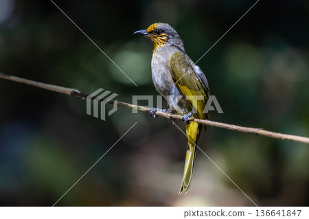 Stripe-throated Bulbul birds are especially beautiful in the stripes on their necks. Stripe-throated Bulbul birds are especially beautiful in the stripes on their necks. 136641847