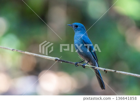 verditer flycatcher ( eumyias thalassinus) A unique bird with a bright blue color. Males have a black stripe at the corner of their eyes. Females are lighter in color. verditer flycatcher ( eumyias thalassinus) A unique bird with a bright blue color. Males have a black stripe at the corner of their eyes. Females are lighter in color. 136641858