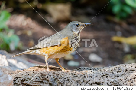 Grey-backed thrush It is a migratory bird escaping the cold weather and wandering into Thailand. Grey-backed thrush It is a migratory bird escaping the cold weather and wandering into Thailand. 136641859