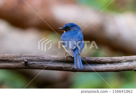 Chinese blue flycatcher (Cyornis glaucicomans) It is another bird with beautiful colors. Chinese blue flycatcher (Cyornis glaucicomans) It is another bird with beautiful colors. 136641862