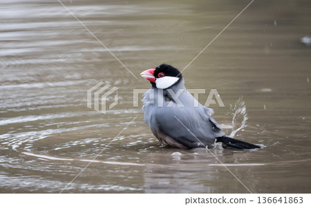 Java Sparrow (Lonchura oryzivora) standing in shallow water. Java Sparrow (Lonchura oryzivora) standing in shallow water. 136641863