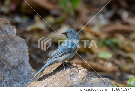 verditer flycatcher ( eumyias thalassinus) A unique bird with a bright blue color. Males have a black stripe at the corner of their eyes. Females are lighter in color. 136641874