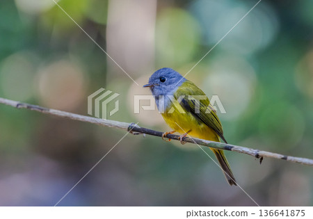 Grey-headed Canary-flycatcher ( Culicicapa ceylonensis The head has a short, ridged crest. The head and chest are gray, contrasting with the upper body and yellow-green tail. The rump and lower body Grey-headed Canary-flycatcher ( Culicicapa ceylonensis The head has a short, ridged crest. The head and chest are gray, contrasting with the upper body and yellow-green tail. The rump and lower body 136641875