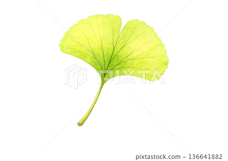 銀杏葉水彩插圖 136641882