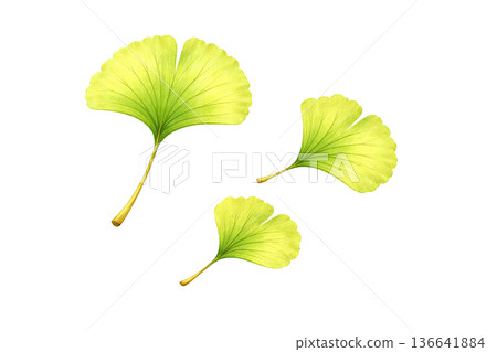 銀杏葉水彩插圖 136641884