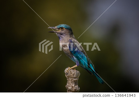 Indochinese roller animal portrait close up shot. 136641943