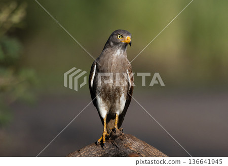 Rufous-winged Buzzard (Butastur liventer) perched on a curved branch against a blurred green background. 136641945