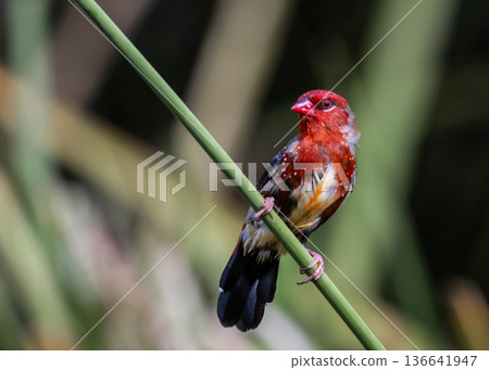 Red Avadavat ,Strawberry Finch Because it has a strawberry-like color during the breeding season. Red Avadavat ,Strawberry Finch Because it has a strawberry-like color during the breeding season. 136641947