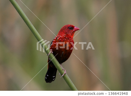 Red Avadavat ,Strawberry Finch Because it has a strawberry-like color during the breeding season. 136641948