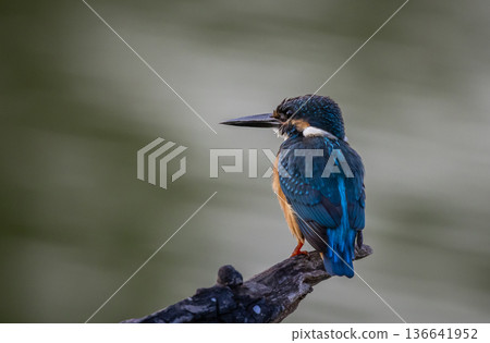 Common kingfisher (Alcedo atthis)A small bird with beautiful colors and a long pointed bill. The personality is rather cautious. Found in rivers, streams, lakes, swamps, or other fresh and brackish 136641952