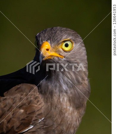 Rufous-winged Buzzard (Butastur liventer) perched on a wood stump with open beak screaming. Rufous-winged Buzzard (Butastur liventer) perched on a wood stump with open beak screaming. 136641953
