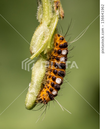 Thyrassia penangae is a species of moth in the family Zygaenidae. It is found in south-east Asia, including Peninsular Malaysia and China. Thyrassia penangae is a species of moth in the family Zygaenidae. It is found in south-east Asia, including Peninsular Malaysia and China. 136641962