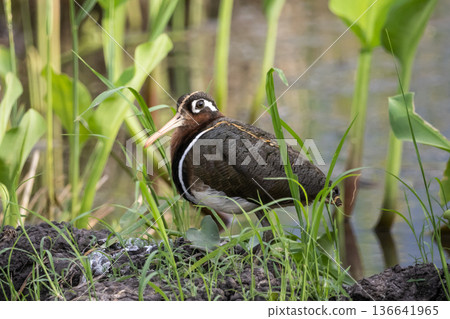 Greater painted-snipe On the ground in the field. 136641965