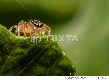 Jumping spider Which comes from the distinctive characteristics of fighters who can fly far to hunt prey. Jumping spider Which comes from the distinctive characteristics of fighters who can fly far to hunt prey. 136641967