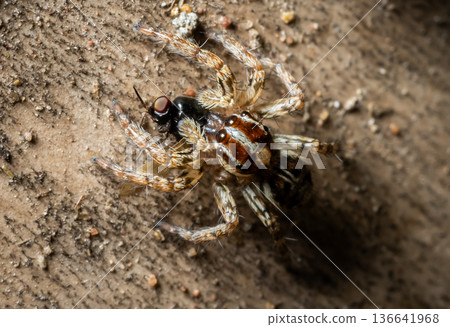 Jumping spider which comes from its distinctive feature of being able to jump far to hunt prey. 136641968