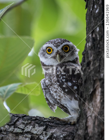 Spotted owlet (Athene brama) It is a type of bird of prey such as an owl. that can be found in Thailand Spotted owlet (Athene brama) It is a type of bird of prey such as an owl. that can be found in Thailand 136641969