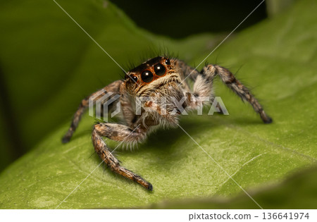 Jumping Spider Common names that people commonly call it include "tropical jumping spider" or "thick jumping spider." Jumping Spider Common names that people commonly call it include "tropical jumping spider" or "thick jumping spider." 136641974