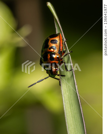 Jewel bug It has soft wings but a hard, armor-like chest. Jewel bug It has soft wings but a hard, armor-like chest. 136641977