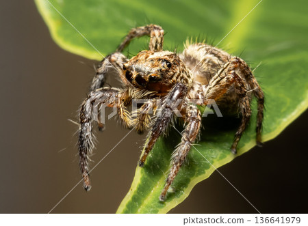 Jumping spider Which comes from the distinctive characteristics of fighters who can fly far to hunt prey. Jumping spider Which comes from the distinctive characteristics of fighters who can fly far to hunt prey. 136641979