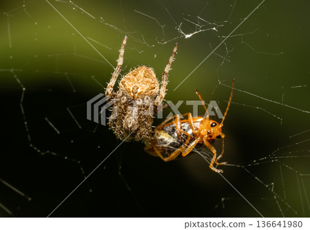Cross spider in garden macro close up shot. 136641980