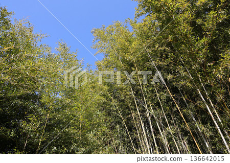 Blue sky and bamboo grove Blue sky and bamboo grove 136642015