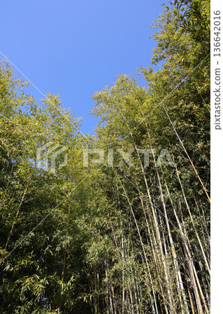 Blue sky and bamboo grove 136642016