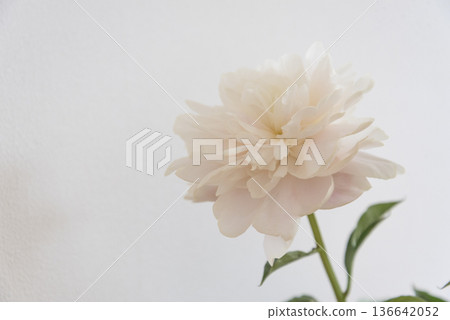牡丹花特寫，白色背景，室內 136642052