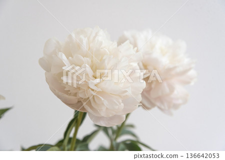 牡丹花特寫，白色背景，室內 136642053