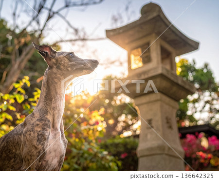 傍晚的日式花園景色，一座石燈籠和一隻站立的惠比特犬。 136642325