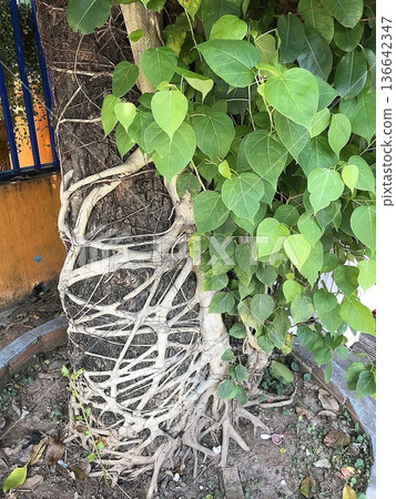 樹上纏繞著絞殺榕 136642347