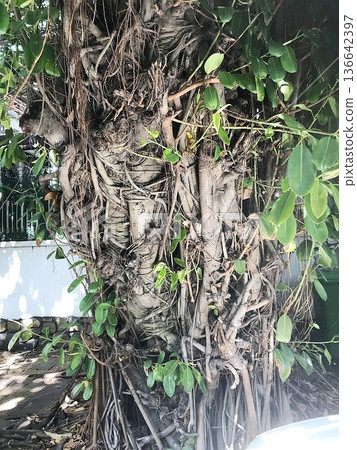 一棵大型熱帶橡膠樹 一棵大型熱帶橡膠樹 136642397